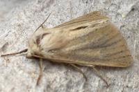 Denticucullus pygmina