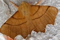 Ennomos erosaria