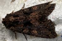 Mniotype satura