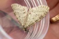 Trichopteryx carpinata