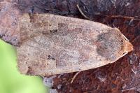 Conistra erythrocephala