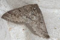 Aleucis distinctata