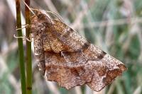 Selenia dentaria