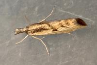 Agriphila inquinatella