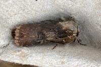 Agrotis puta