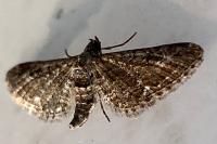 Eupithecia