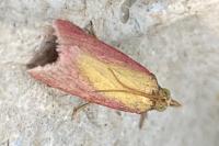 Oncocera semirubella