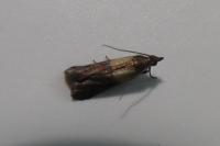 Plodia interpunctella