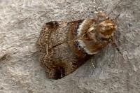 Acrobasis tumidana