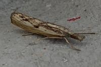 Agriphila inquinatella