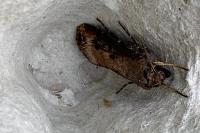 Agrotis ipsilon