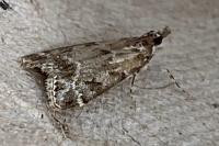 Eudonia mercurella