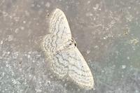 Idaea subsericeata