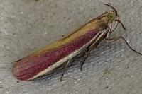 Oncocera semirubella