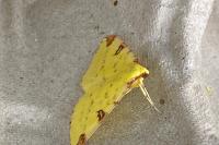 Opisthograptis luteolata