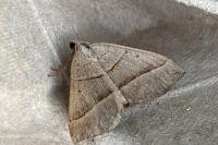 Scotopteryx luridata/mucronata