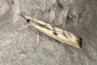 Agriphila inquinatella