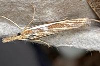Agriphila latistria