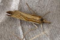 Agriphila tristella