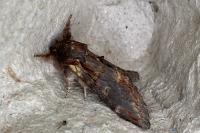 Notodonta dromedarius