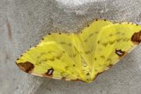 Opisthograptis luteolata