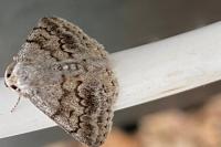 Pseudoterpna coronillaria