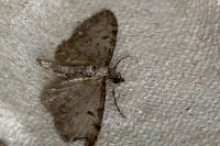 Eupithecia