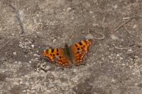 Polygonia c-album