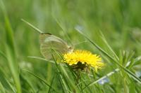 Pieris brassicae