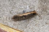 Monopis crocicapitella