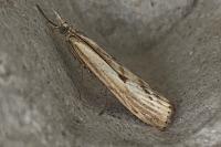 Agriphila inquinatella