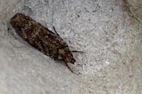 Psoricoptera gibbosella