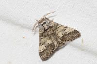 Drymonia ruficornis