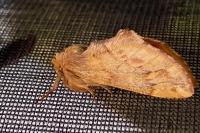 Ptilophora plumigera