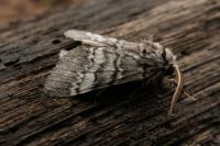 Drymonia ruficornis