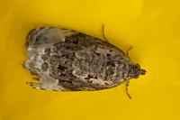Apotomis betuletana