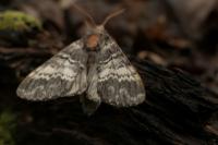 Drymonia ruficornis