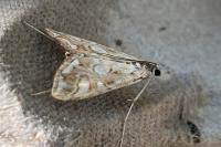 Elophila nymphaeata