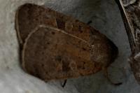 Xestia xanthographa