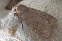 Xestia castanea