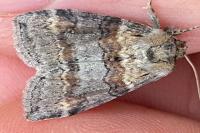 Cymatophorina diluta