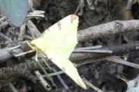 Opisthograptis luteolata