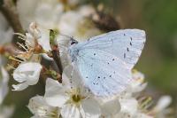 Celastrina argiolus