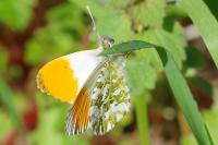 Anthocharis cardamines