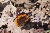 Vanessa atalanta