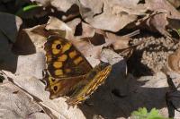Pararge aegeria