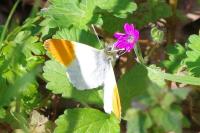 Anthocharis cardamines