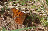 Polygonia c-album