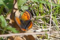 Lycaena phlaeas