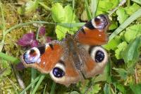 Aglais io